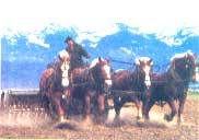 
Draft horses are great for the small farmer who loves animals.
